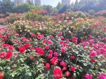 郑州月季公园40万株月季竞相绽放，感受花漾生活